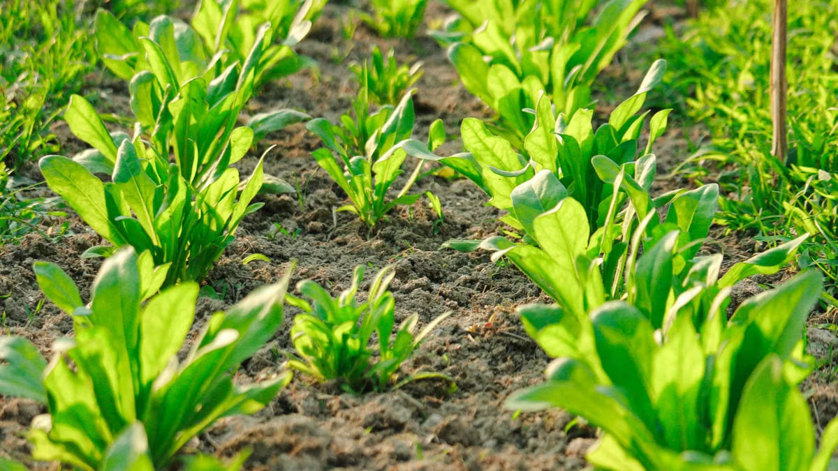 Vibrant green spinach plants growing in neatly organized rows in a sunlit garden.